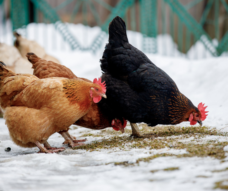 Zwierzęta w hali namiotowej